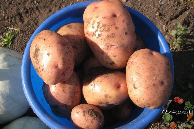 Характеристика картофеля Инара