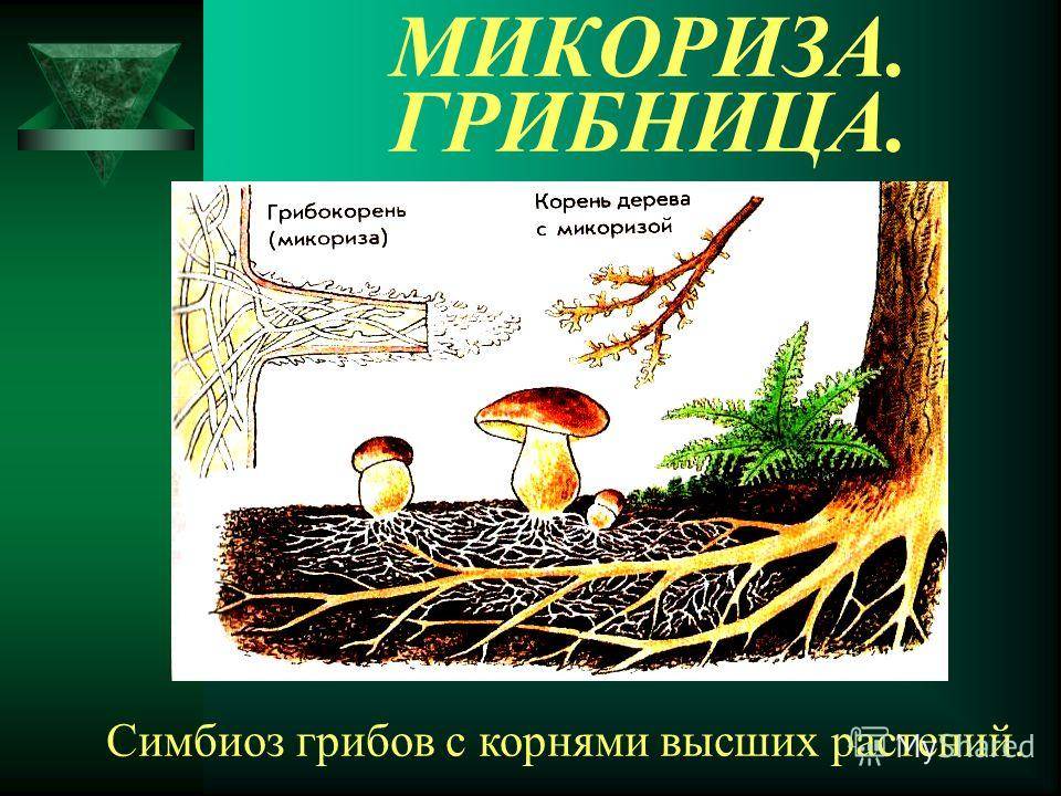 На рисунке показано микориза грибов на корнях дерева эти тесные взаимоотношения 2 видов называются