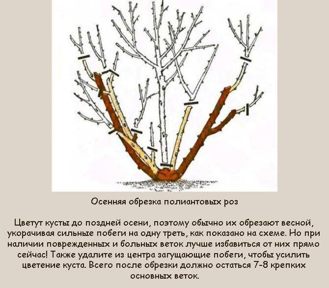 Схема обрезки чайно гибридных роз