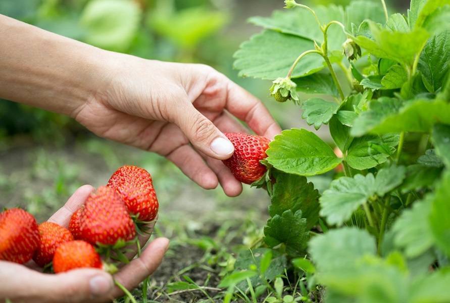 Как правильно ухаживать за клубникой на участке весной, чтобы был хороший урожай полезных ягод, подскажут опытные дачники