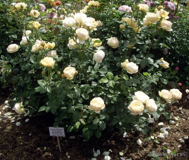 Лучшие сорта английских парковых роз с фото и описанием