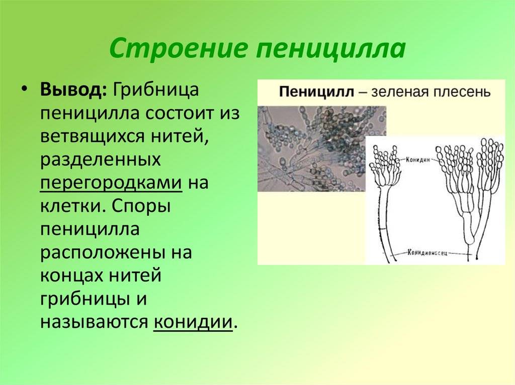 Пеницилл строение рисунок