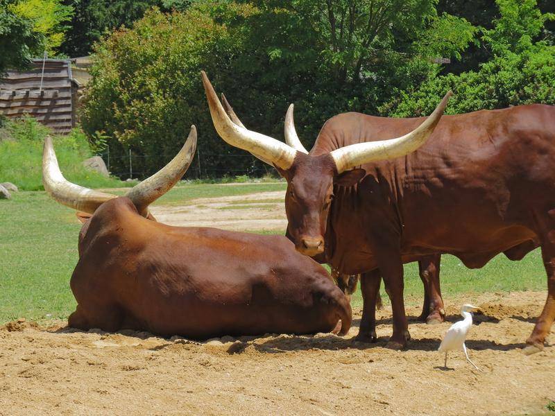 Африканские быки и коровы ватусси