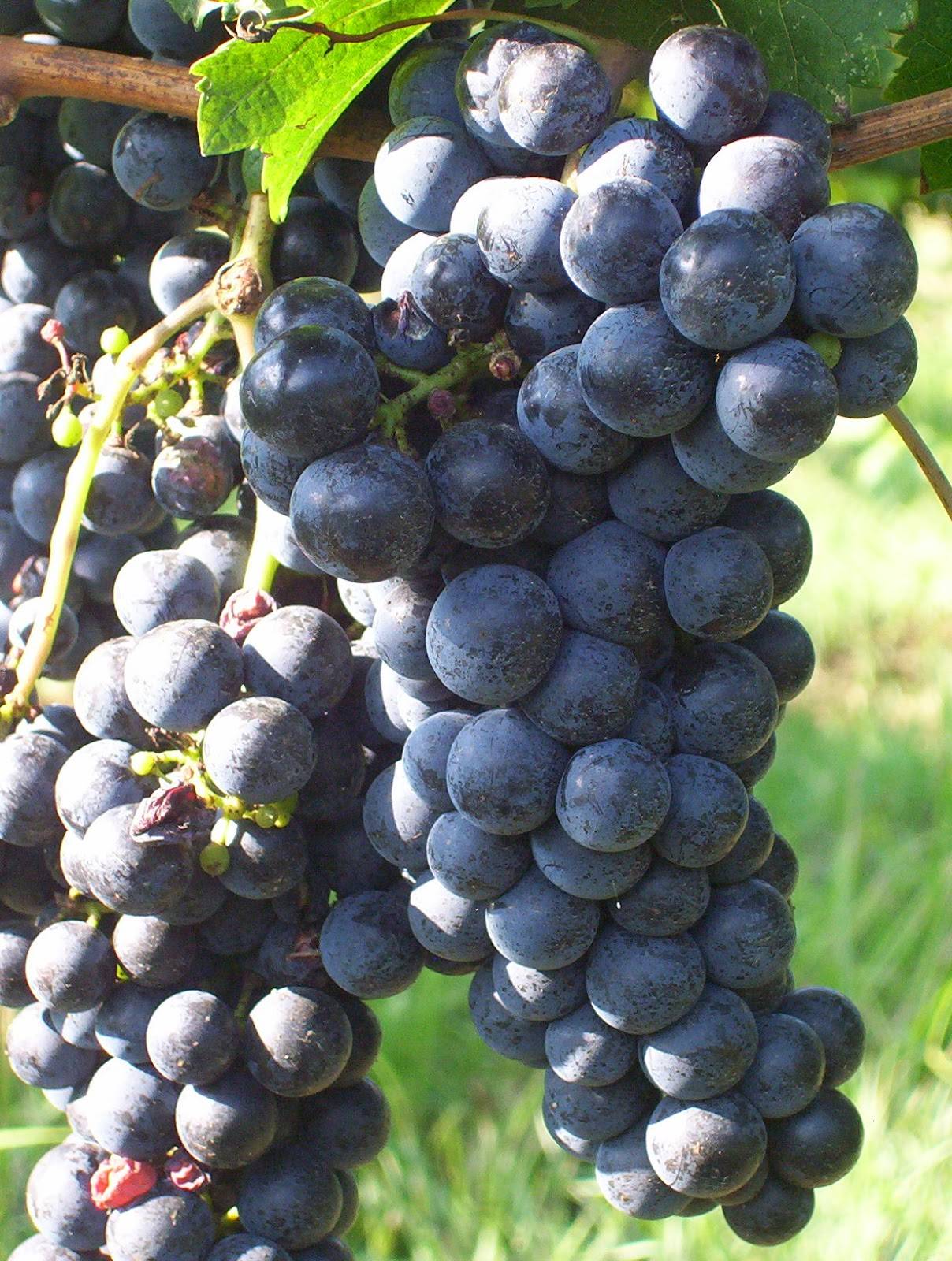 Виноград мерло ? : характеристика, описание сорта, фото, посадка и уход | qlumba.com