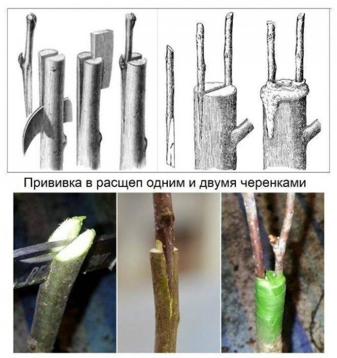 Прививка плодовых деревьев весной: как делать колировку деревьев своими руками