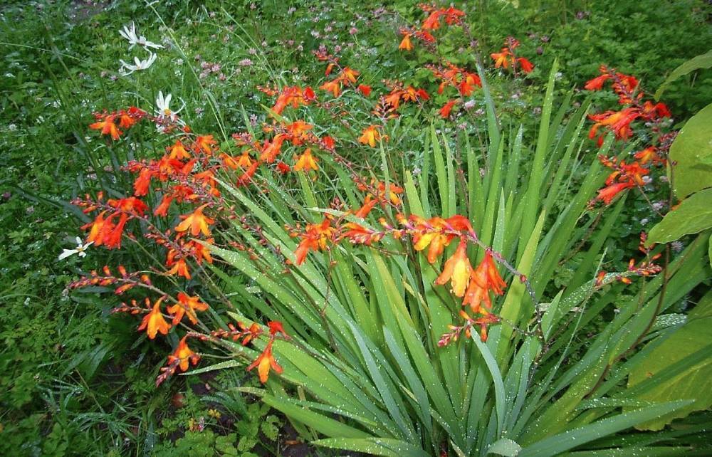 Монтбреция или японский гладиолус - декоративные цветы и кустарники - смолдача - портал дачников, садоводов и любителей загородной жизни