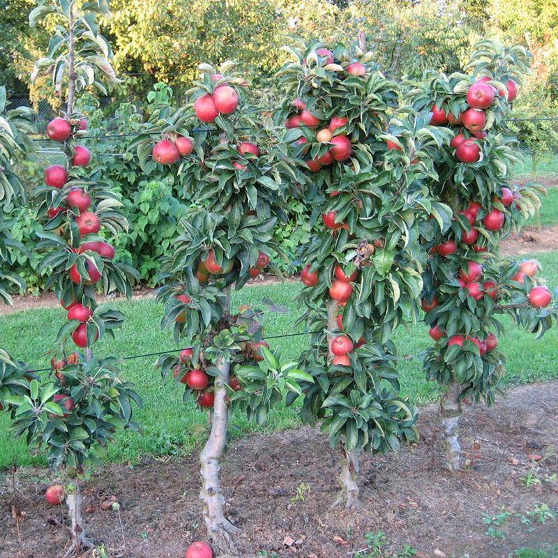 Самоплодные сорта колоновидных яблонь для подмосковья