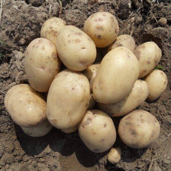 Картофель невский выращиваю 20 лет, отзыв с фото