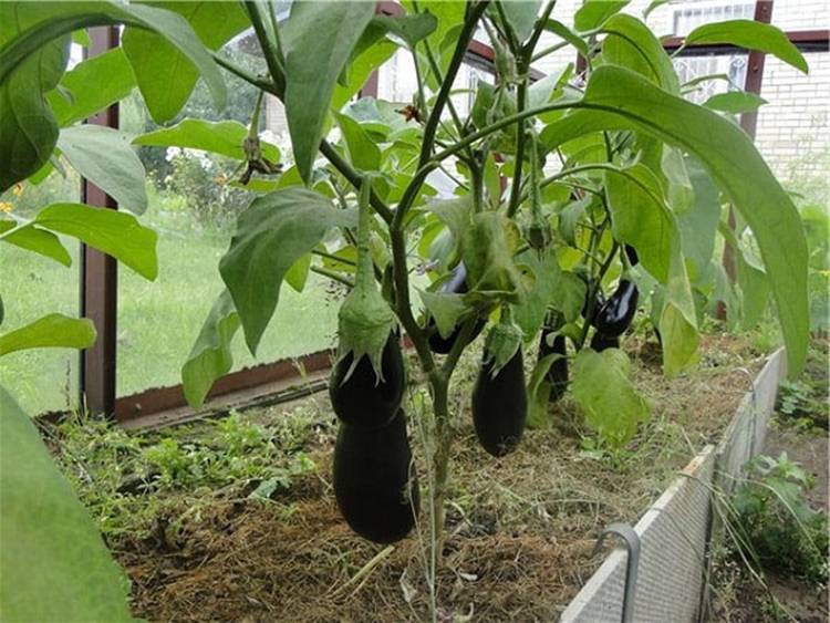 Выращивание баклажанов в теплице из поликарбоната