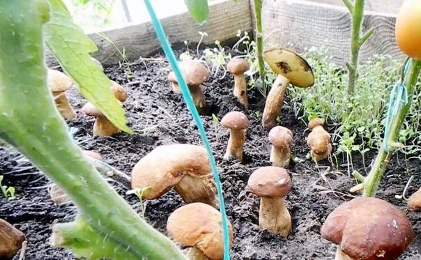 Посадка и выращивание грибов на участке