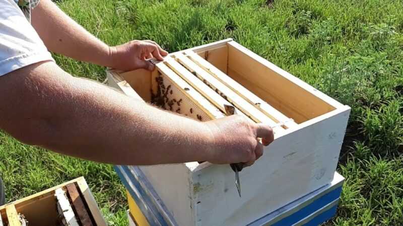 Колодное пчеловодство - природный способ содержания пчёл, личный опыт