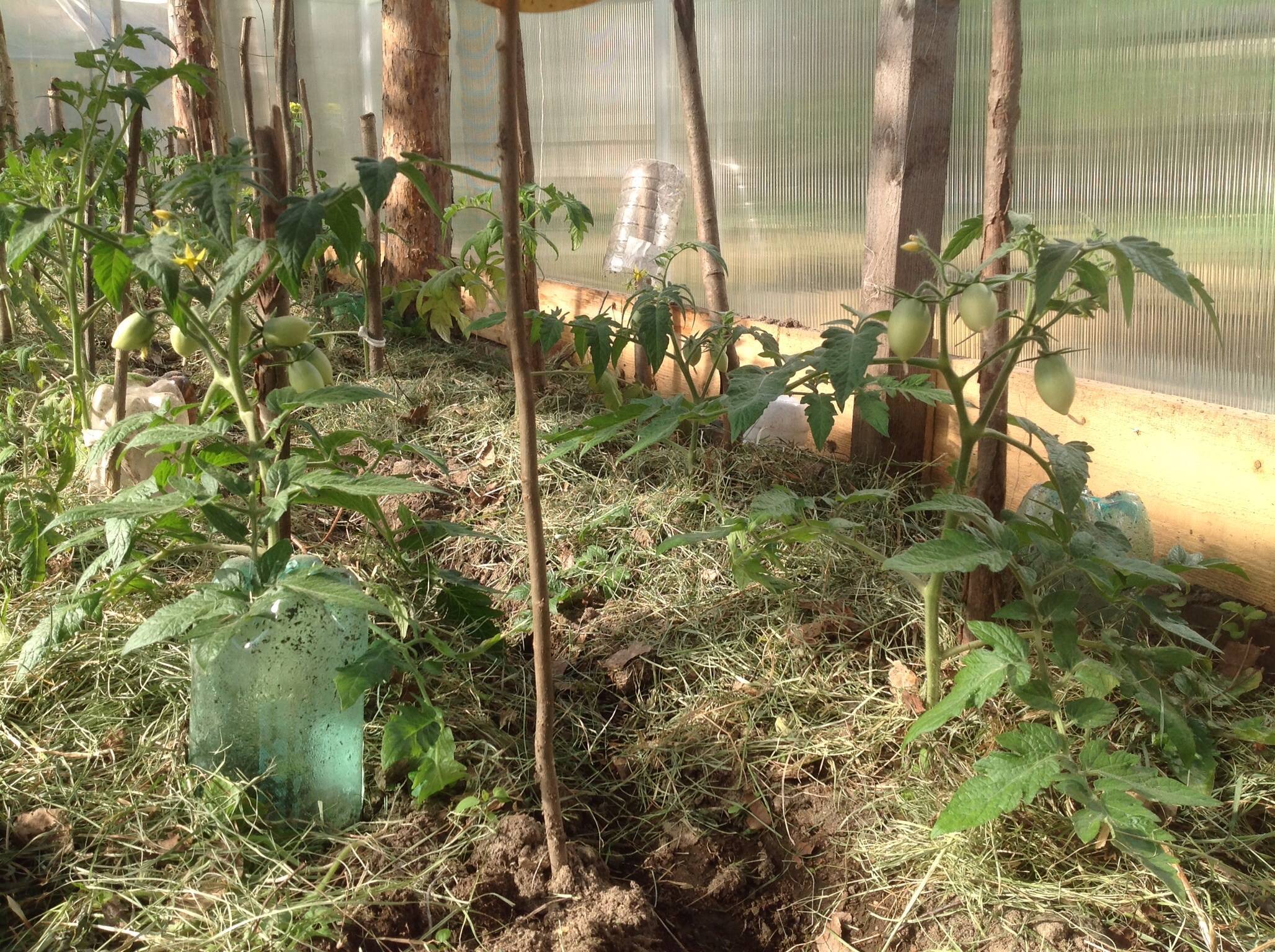 Схемы посадки томатов в теплице, включая уплотненную (загущенную), нюансы для индетерминантных сортов помидоров, описание, на каком расстоянии должны быть кусты русский фермер