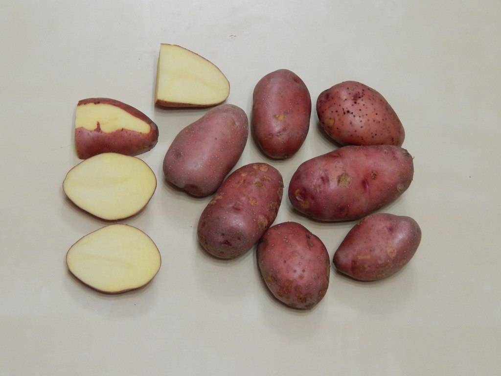 Картофель мерлот: описание сорта, характеристика, фото, отзывы
