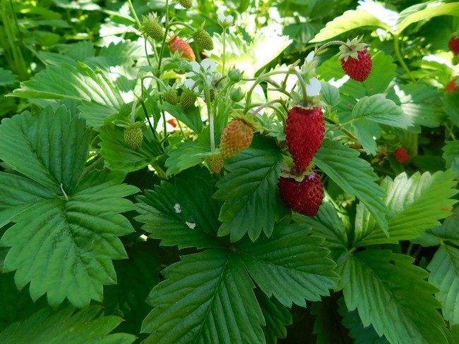 Земляника сорта руяна – алые ягодки все лето