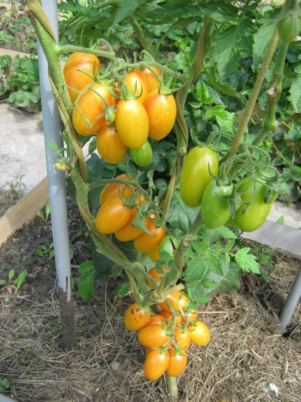 Надежный товарищ для трудолюбивых огородников — томат первый помощник: описание сорта