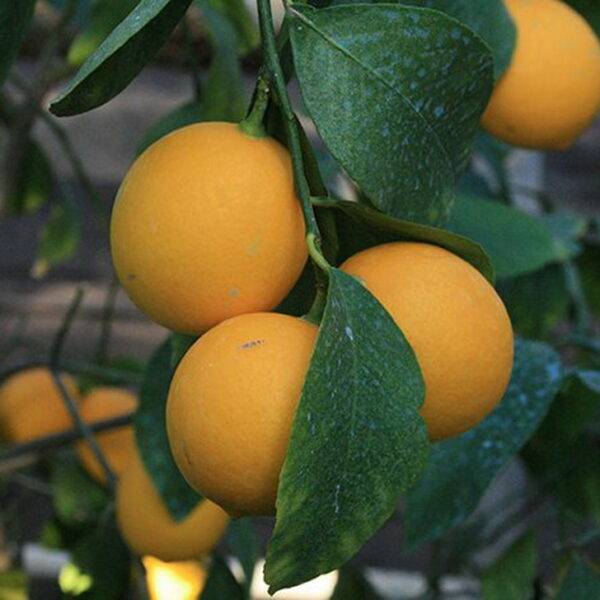 Узбекский лимон — отличия и особенности выращивания