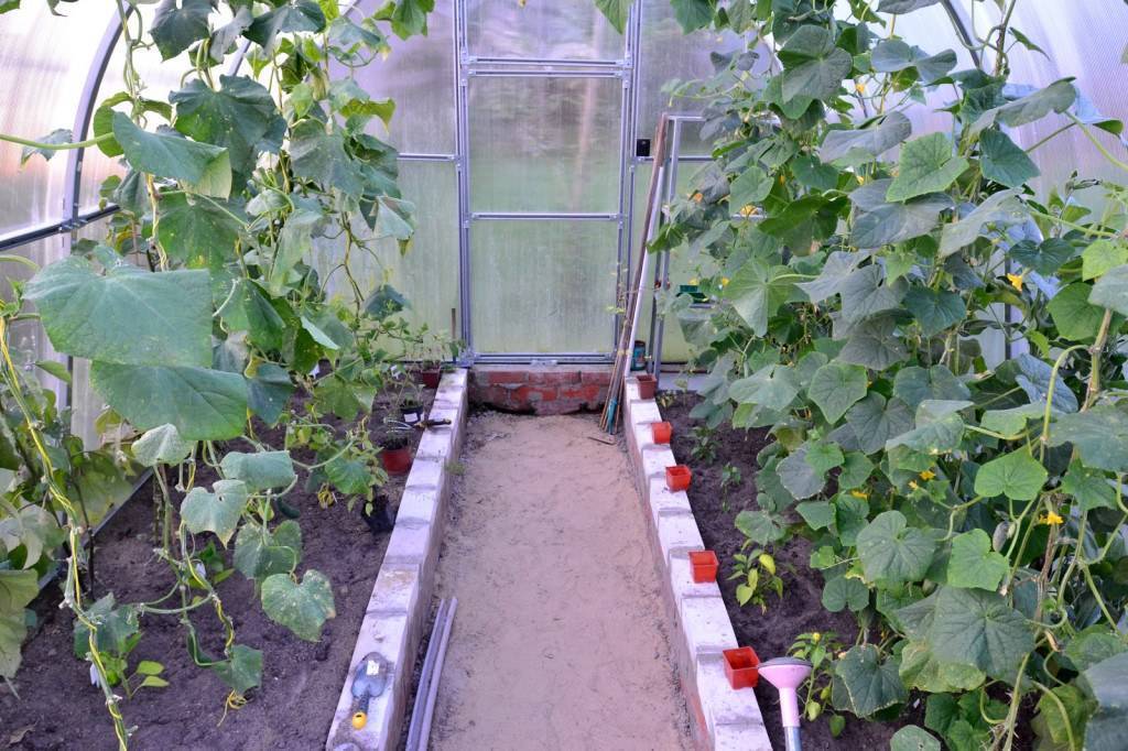 Выращивание огурцов в теплице зимой: секреты хорошего урожая, технологии - освещение, методы, способы посадки