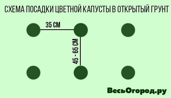 Посадка капусты в открытый грунт: агротехника выращивания и ухода