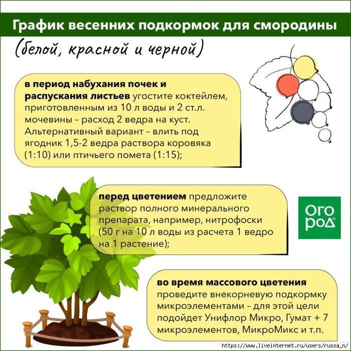 Чем подкормить смородину и крыжовник осенью