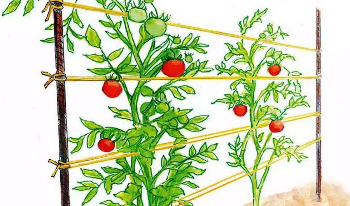 Как правильно подвязать помидоры в открытом грунте