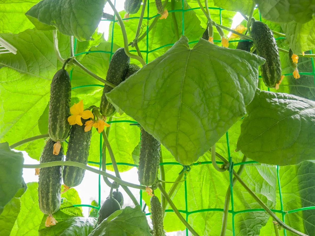 Гидропоника оборудование для выращивания овощей своими руками
