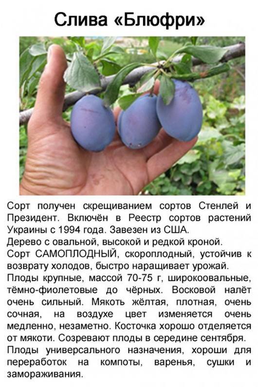 Сорт сливы стенлей фото и описание сорта