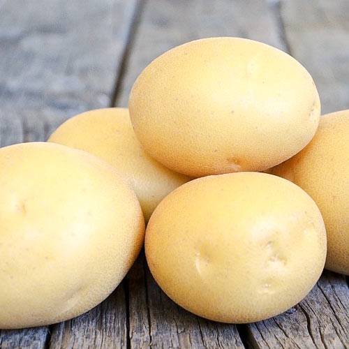 Сорт картофеля ласунок: описание, характеристика и фото белорусской картошки, особенности ее выращивания в разных регионах страны