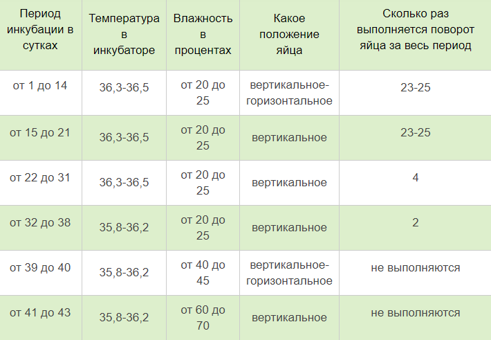 Инкубация перепелиных яиц: температура и влажность, таблица режимов и другие условия инкубация перепелиных яиц