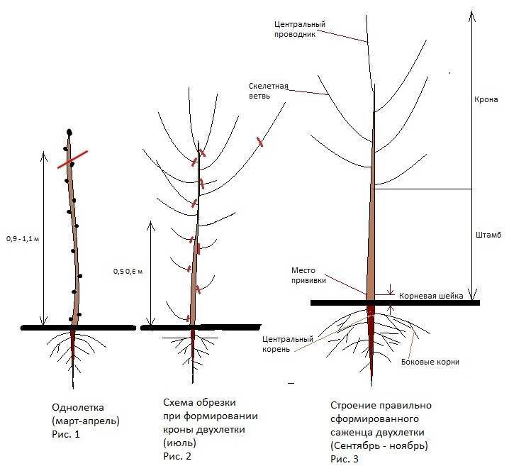 Обрезка формирование. Схема обрезки саженцев яблони. Схема обрезки саженца груши. Колоновидная груша обрезка схема. Схема обрезки саженцев яблони весной.