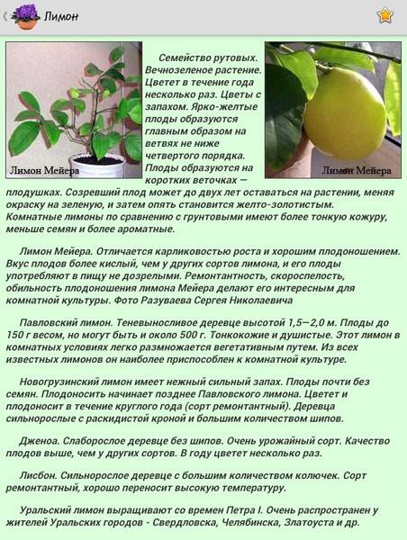 Растения рода цитрус: особенности выращивания, виды, свойства и противопоказания