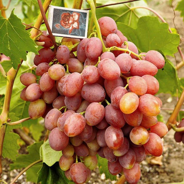 Вкусный и надежный сорт винограда «кишмиш находка»