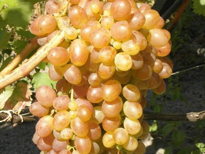 Виноград тасон: описание сортов, фото, отзывы | qlumba.com