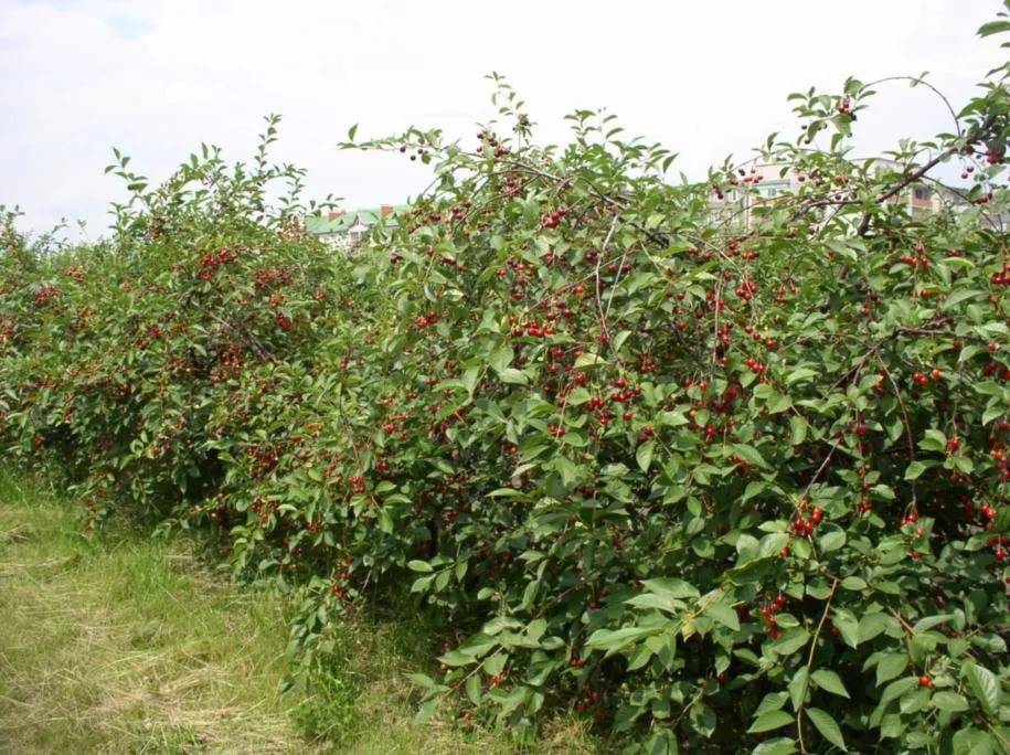 Описание сорта и особенности посадки вишни брусницына
