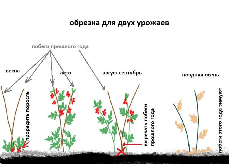 Обрезка малины осенью для начинающих в картинках пошагово в картинках