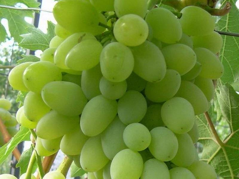 Лучшие сорта винограда для подмосковья - 20 самых вкусных, морозостойких