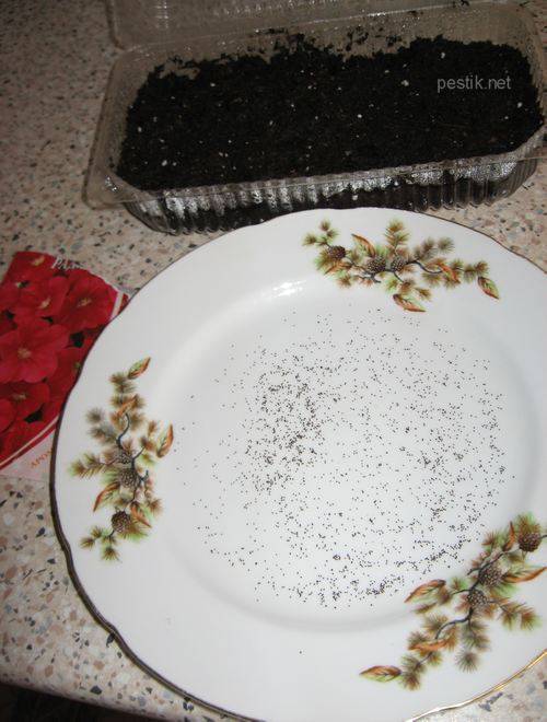 Как собрать семена петунии: как они выглядят и как их получить, где находятся  | qlumba.com