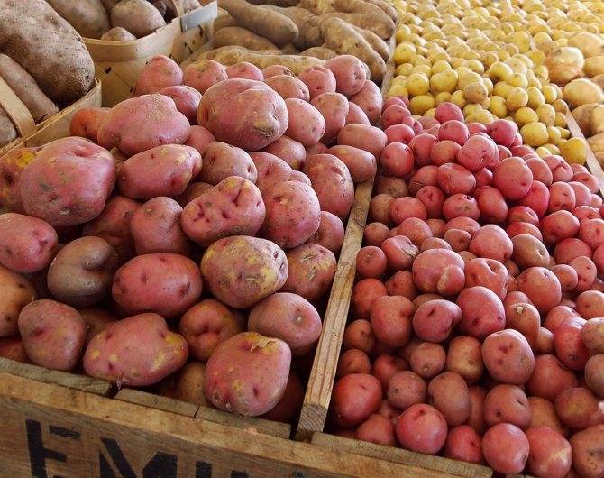 Картофель ред соня: описание сорта, фото, отзывы, урожайность, выращивание