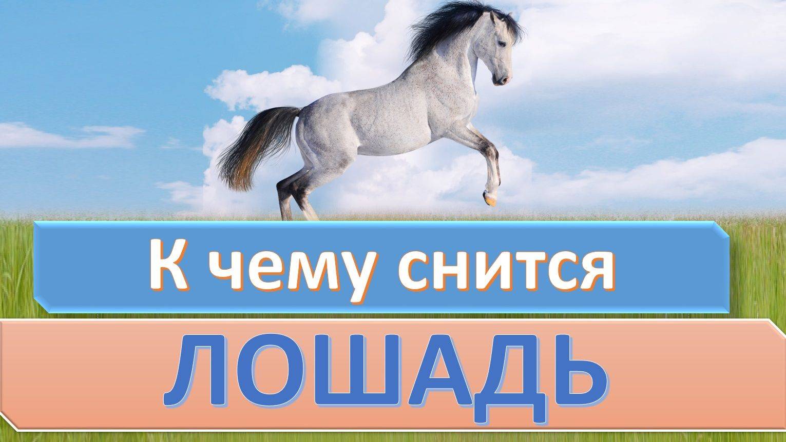 Увидеть лошадей. Сонник к чему снится лошадь. Лошадь во сне к чему снится. Сонник-толкование снов к чему снится лошадь. К чему снится конь во сне для женщины.