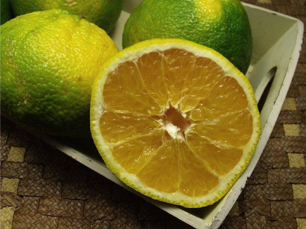Гибрид лимона с апельсином