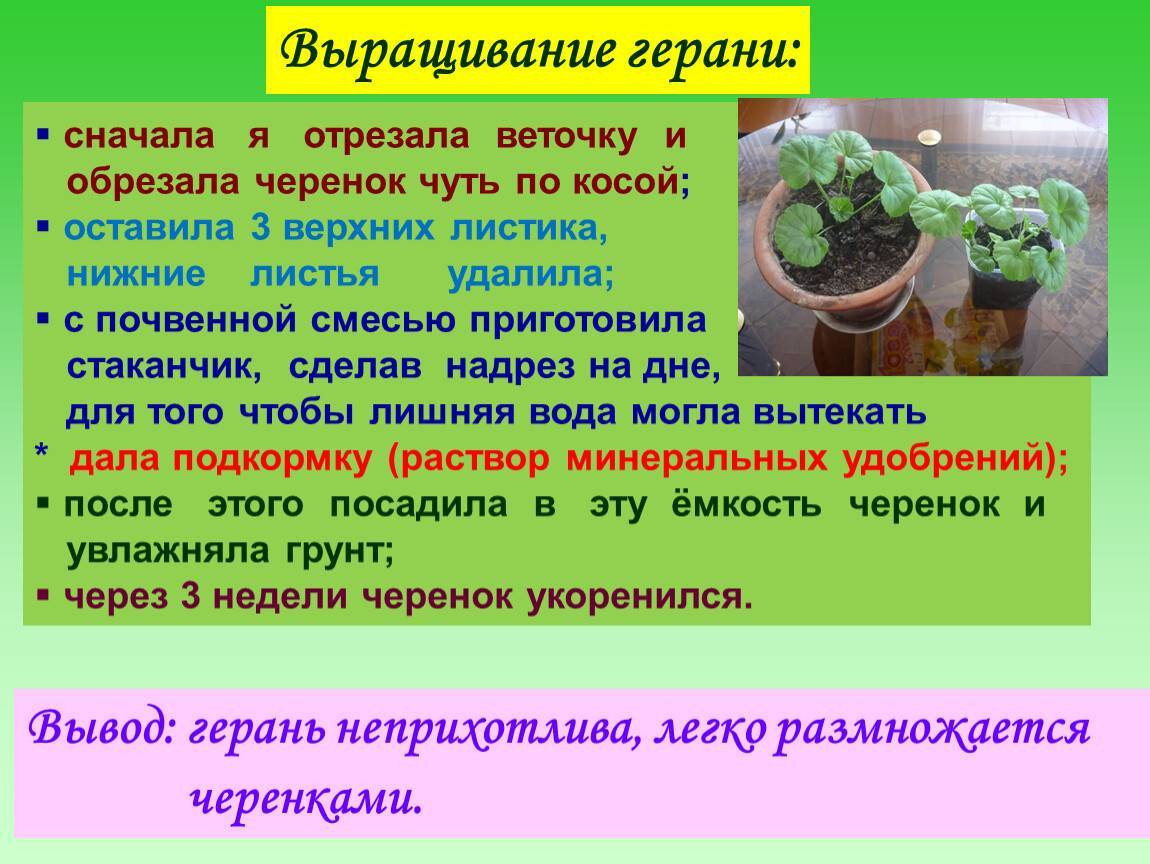 Схема посадки герани