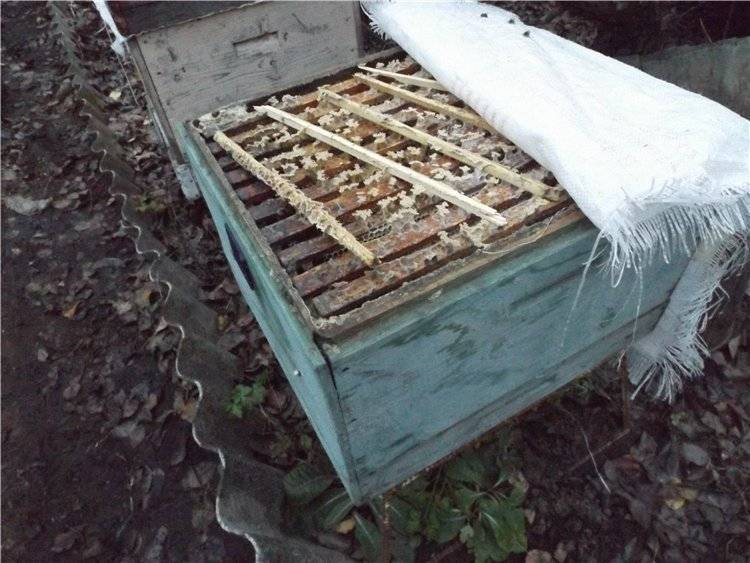 Обработка пчел бипином: профилактика при варроатозе и инструкция, видео