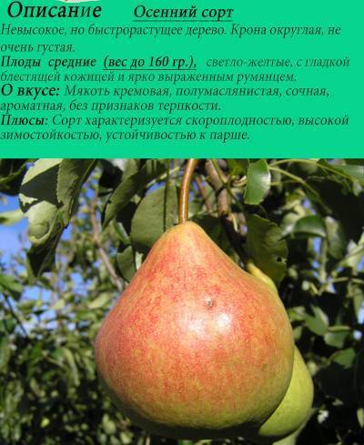 Груша сорта любимица яковлева - дневник садовода flowersdi.ru