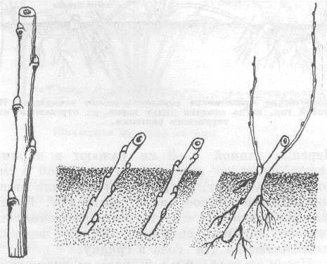 Способы размножения черноплодной рябины