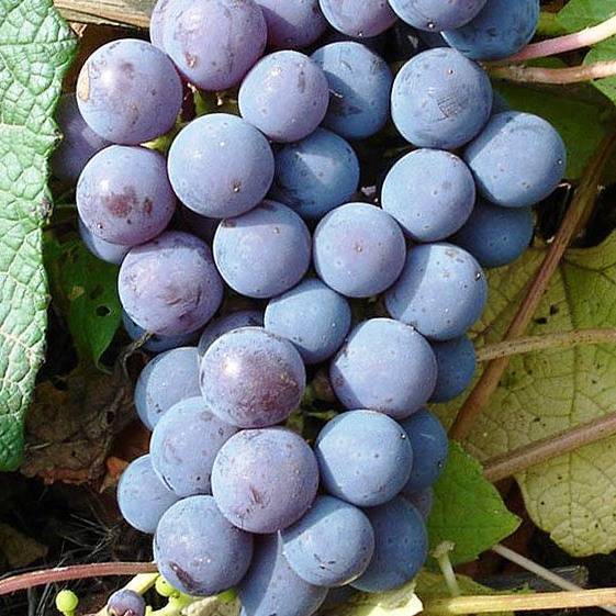 Описание, отзывы и технология выращивания сорта винограда атос