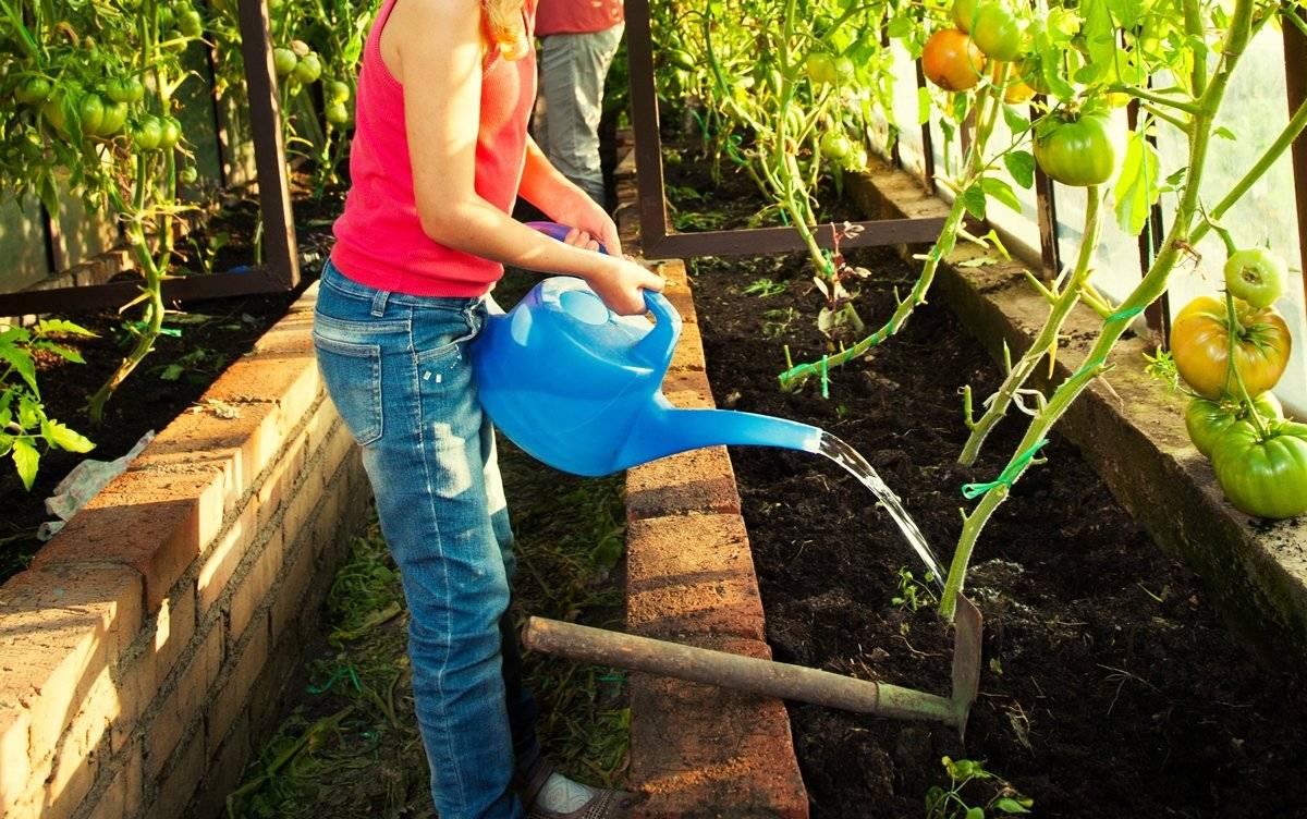 Полив помидоров в теплице: как часто и как правильно нужно поливать