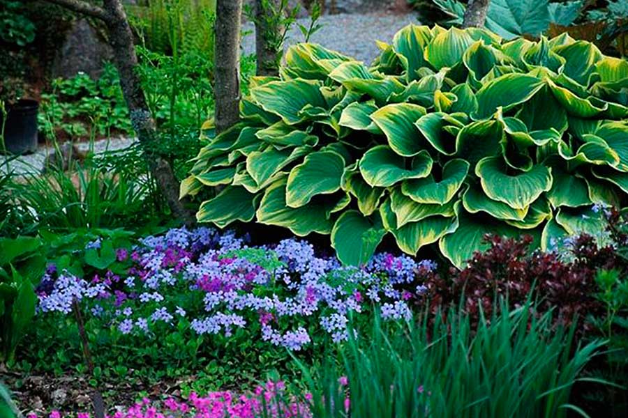 Декоративные тенелюбивые растения для сада фото и названия
