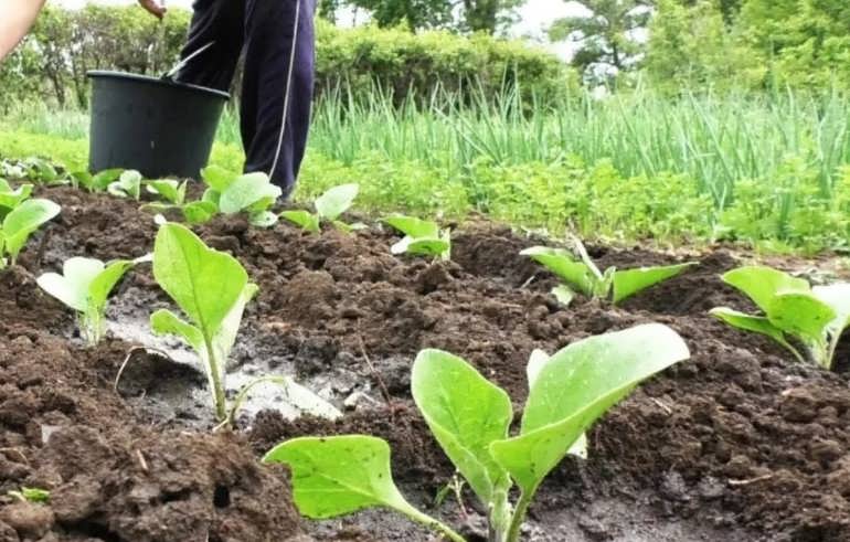 Баклажан: выращивание из семян на огороде