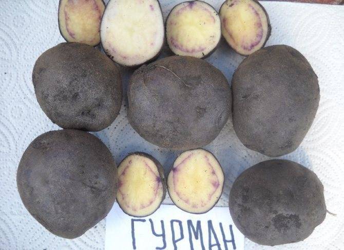 Картофель "гурман": описание сорта, подробные характеристики и фото русский фермер