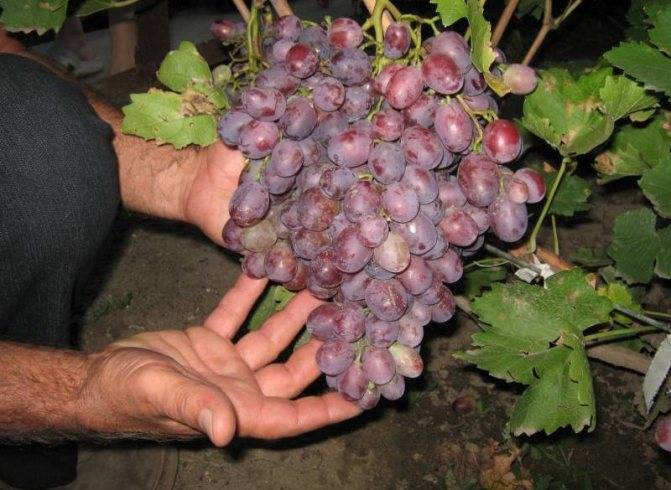 Виноград ризамат описание и характеристика сорта с фото