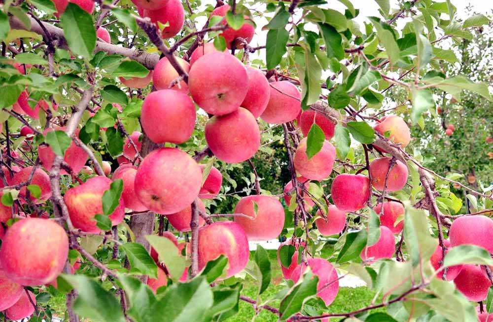 Яблоня розовый жемчуг: сорт красного яблока с розоватой мякотью
